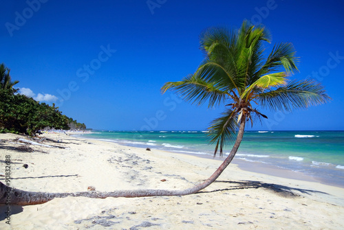 Coconut palm tree on tropical sandy beach near caribbean sea  