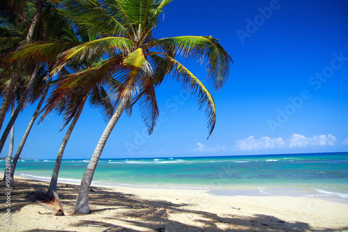 Fototapeta Naklejka Na Ścianę i Meble -  Coconut palm tree on tropical sandy beach near caribbean sea