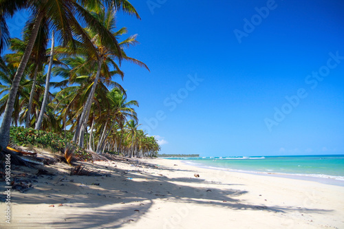 Coconut palm tree on tropical sandy beach near caribbean sea © photopixel