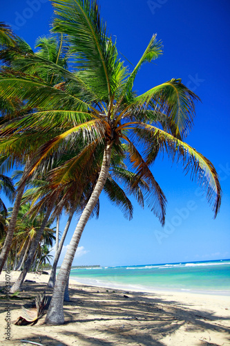 Photography Palm tree on caribbean beach with turquoise water