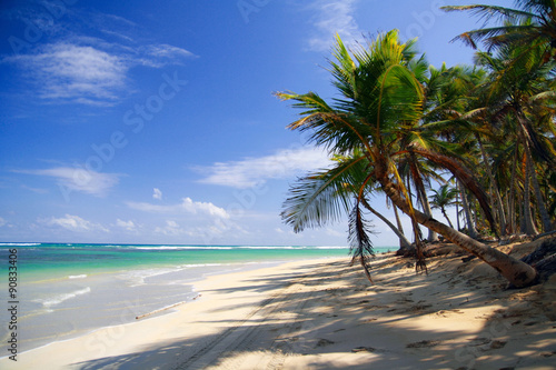 Tropical beach with coconut palm tree and white sand on caribbean coastline 