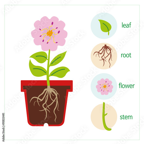 A diagram of a plant. A flower consists of a stem, roots, leaves, and a flower.