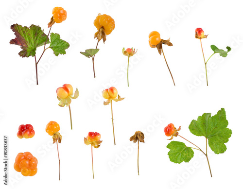 Collection of cloudberrys, Rubus chamaemorus isolated on white background