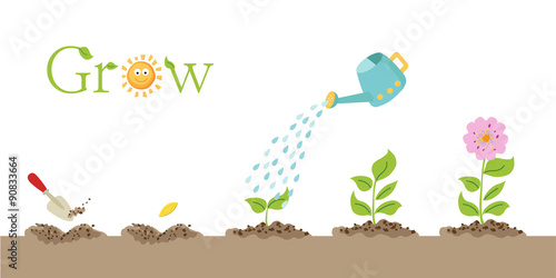 A plants life  from when it is planted to adult.