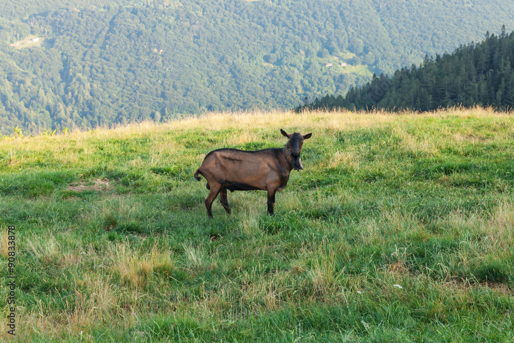 one goat grazing one goat grazing
