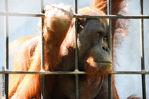 Fotografia, Obraz Orangutan captivity
