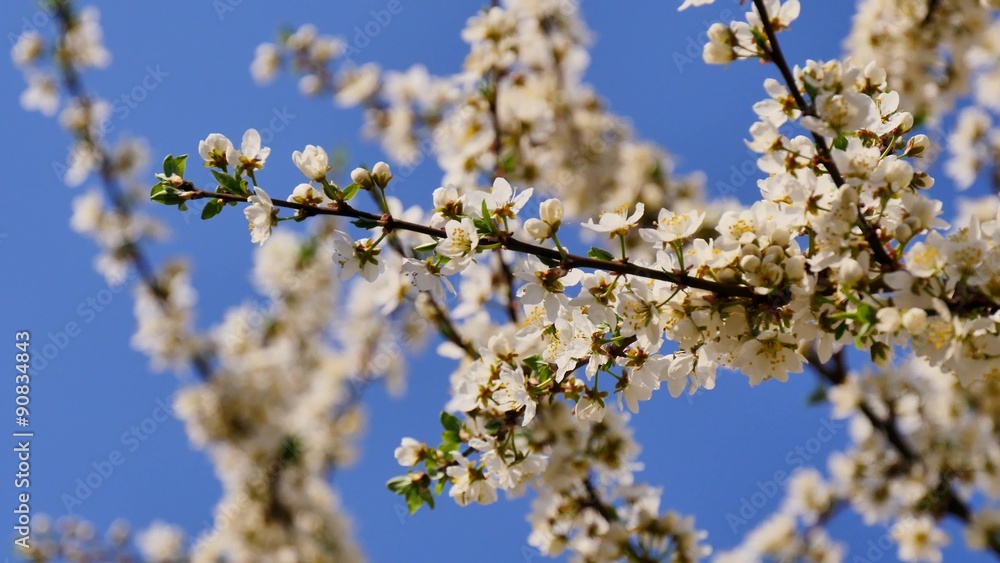 Orchard tree in blossom in spring, white flowers of apple tree Orchard tree in blossom in spring, white flowers of apple tree