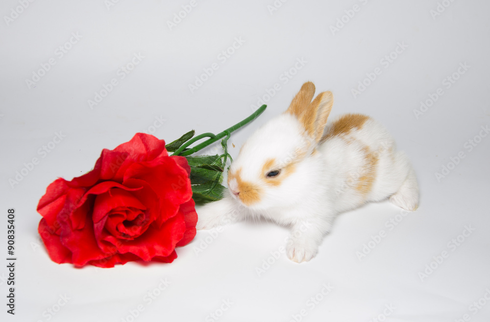Obraz Ritratto in studio di un coniglietto con la rosa rossa