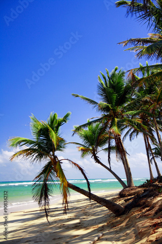 Palms on caribbean beach
