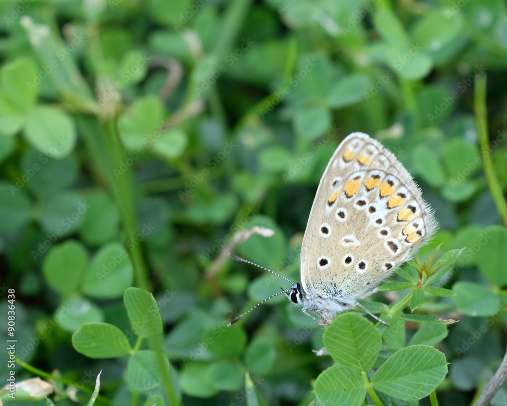 Hauhechel Bläuling - Polyommatus icarus Hauhechel Bläuling - Polyommatus icarus