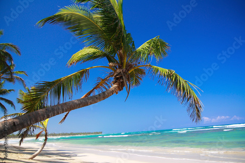 Fototapeta Naklejka Na Ścianę i Meble -  Palm on caribbean beach