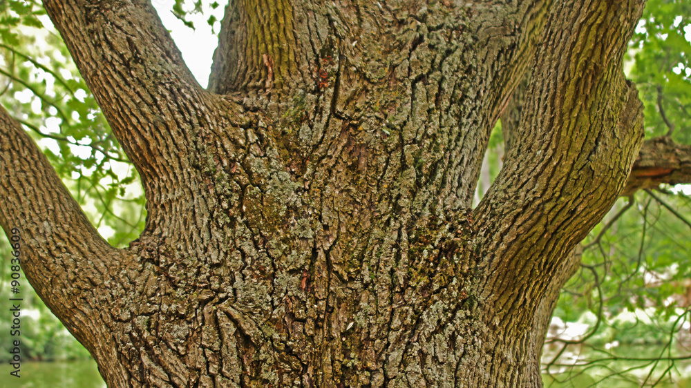 Obraz premium long-term oak barrel
