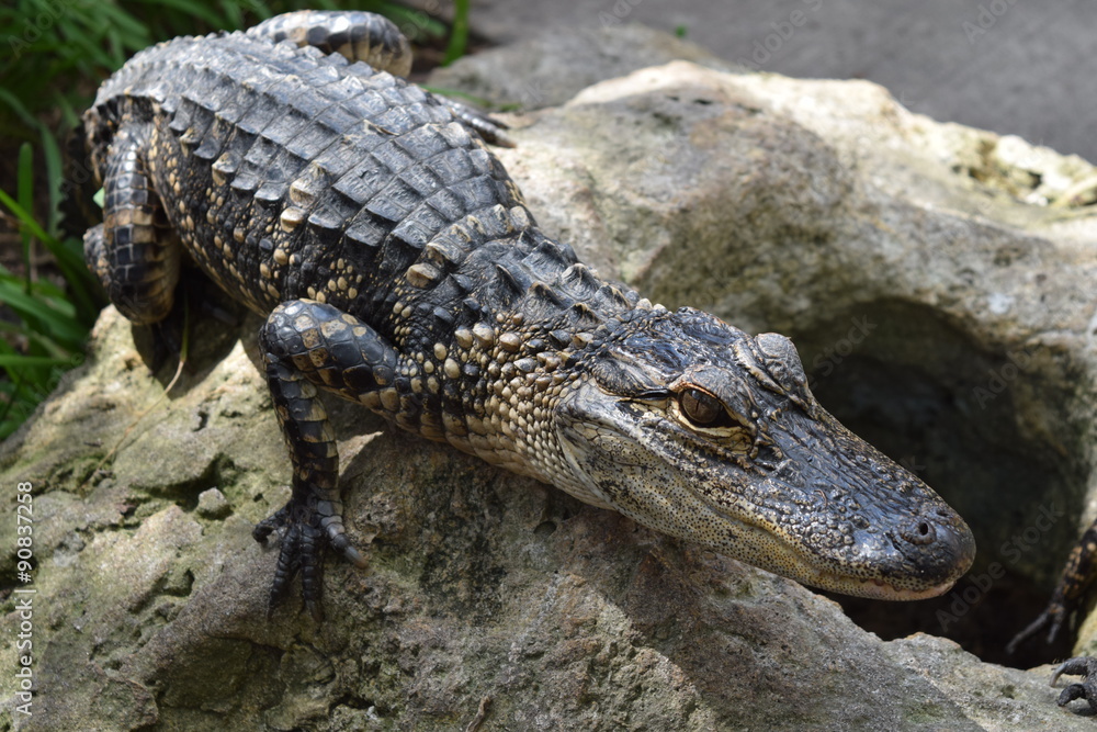 Fototapeta premium Alligator du Mississippi 