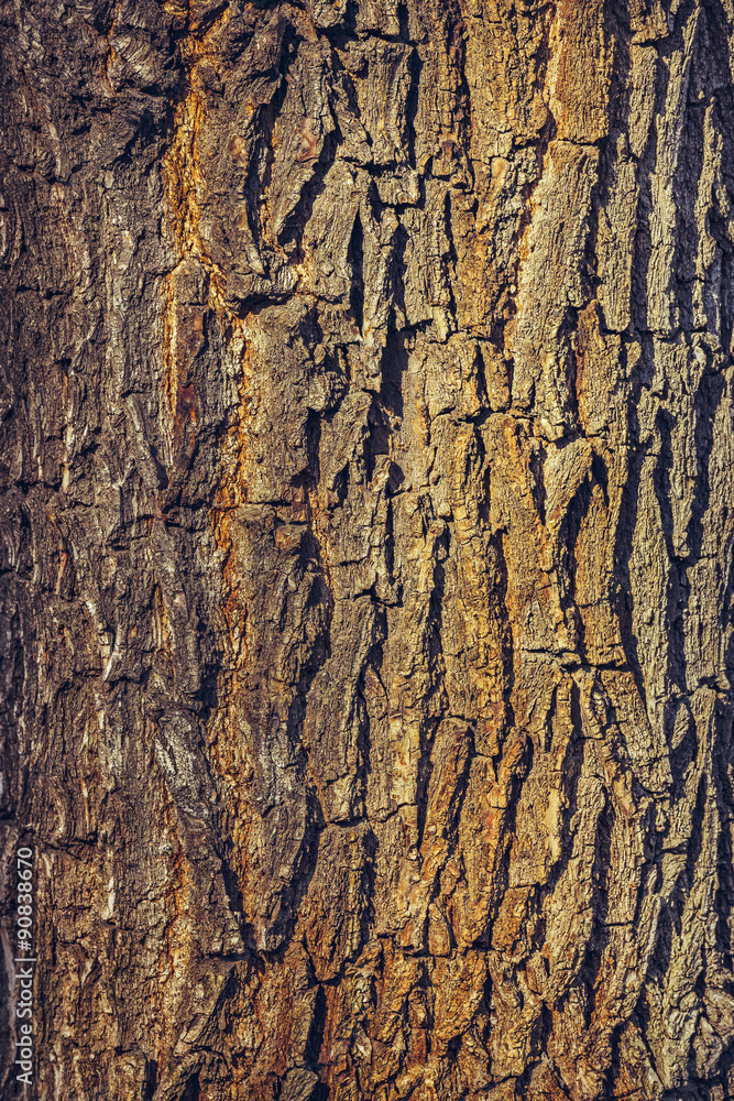 Obraz premium Old oak tree wood bark texture.
