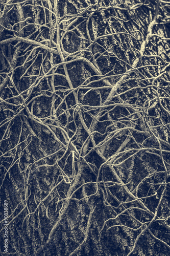Twisted leafless vines creeper climbing on an old oak tree trunk. Moonochrome, blue tinted grunge natural organic backdrop, texture.