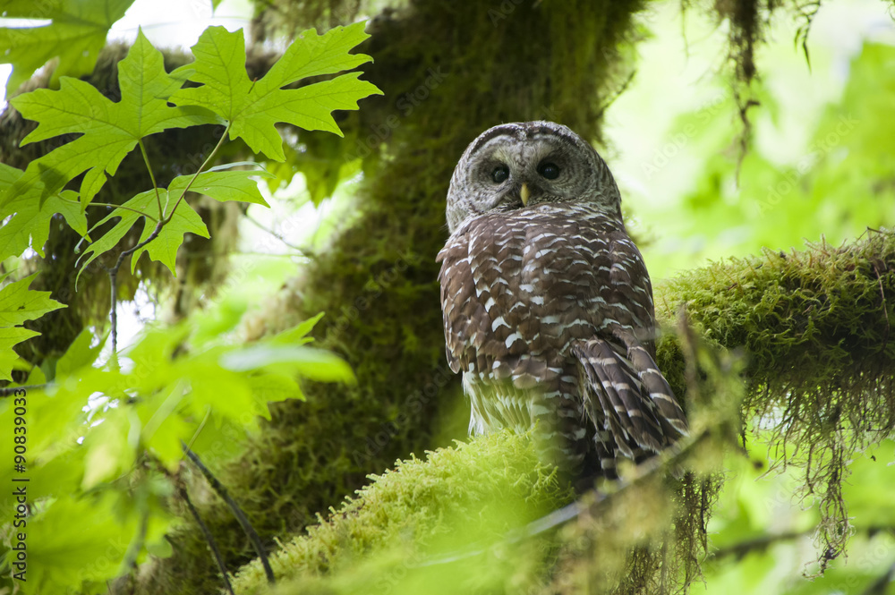 Fototapeta premium Barred owl in Olympic National Park