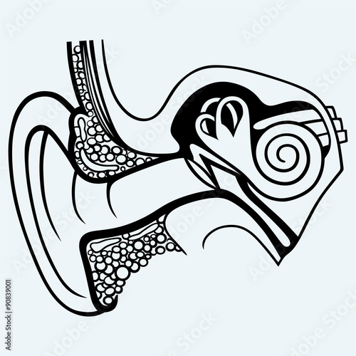 Human internal ear diagram. Isolated on blue background