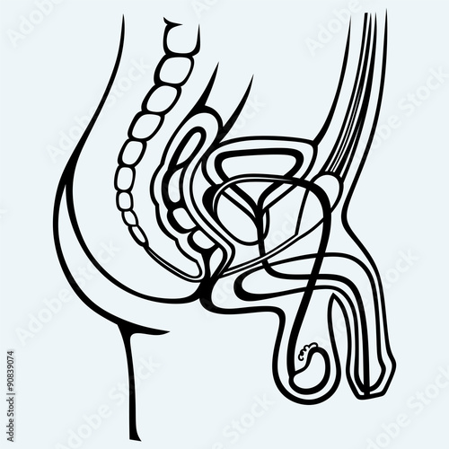 Male urinary system. Isolated on blue background
