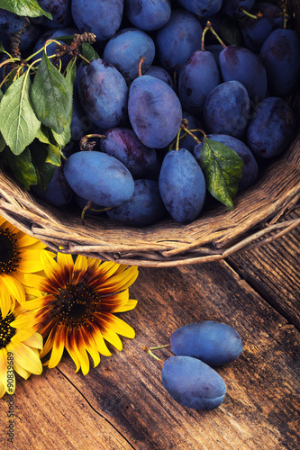 basket full of plums with sunflower