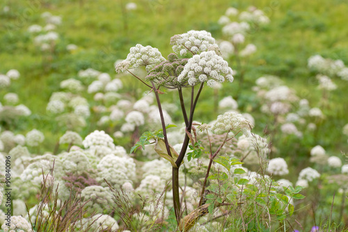 Valeriana officinalis