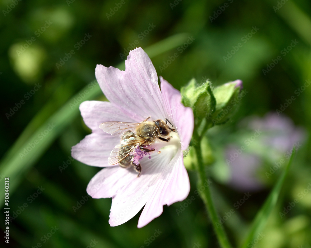 Bee pollination Bee pollination