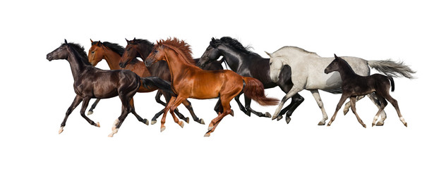 Horse herd isolated on white 