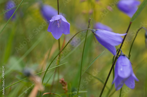 Campanula rotundifolia