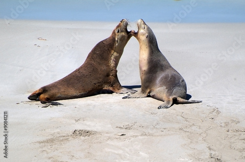 Australia, SA, sea lions © fotofritz16