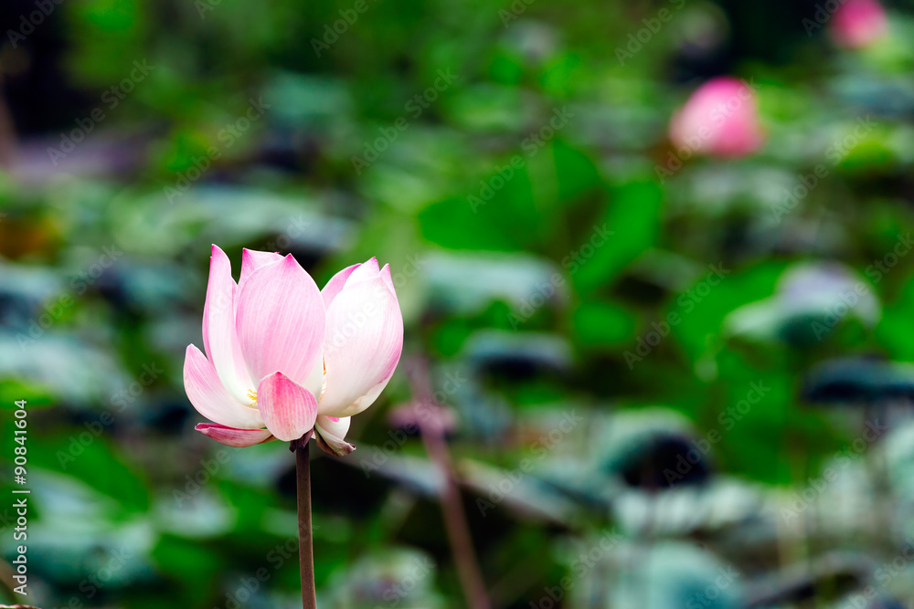 Lotus flower, Bali, Indonesia