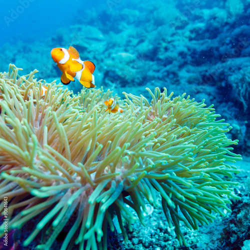 Underwater Landscape with Anemone Fish