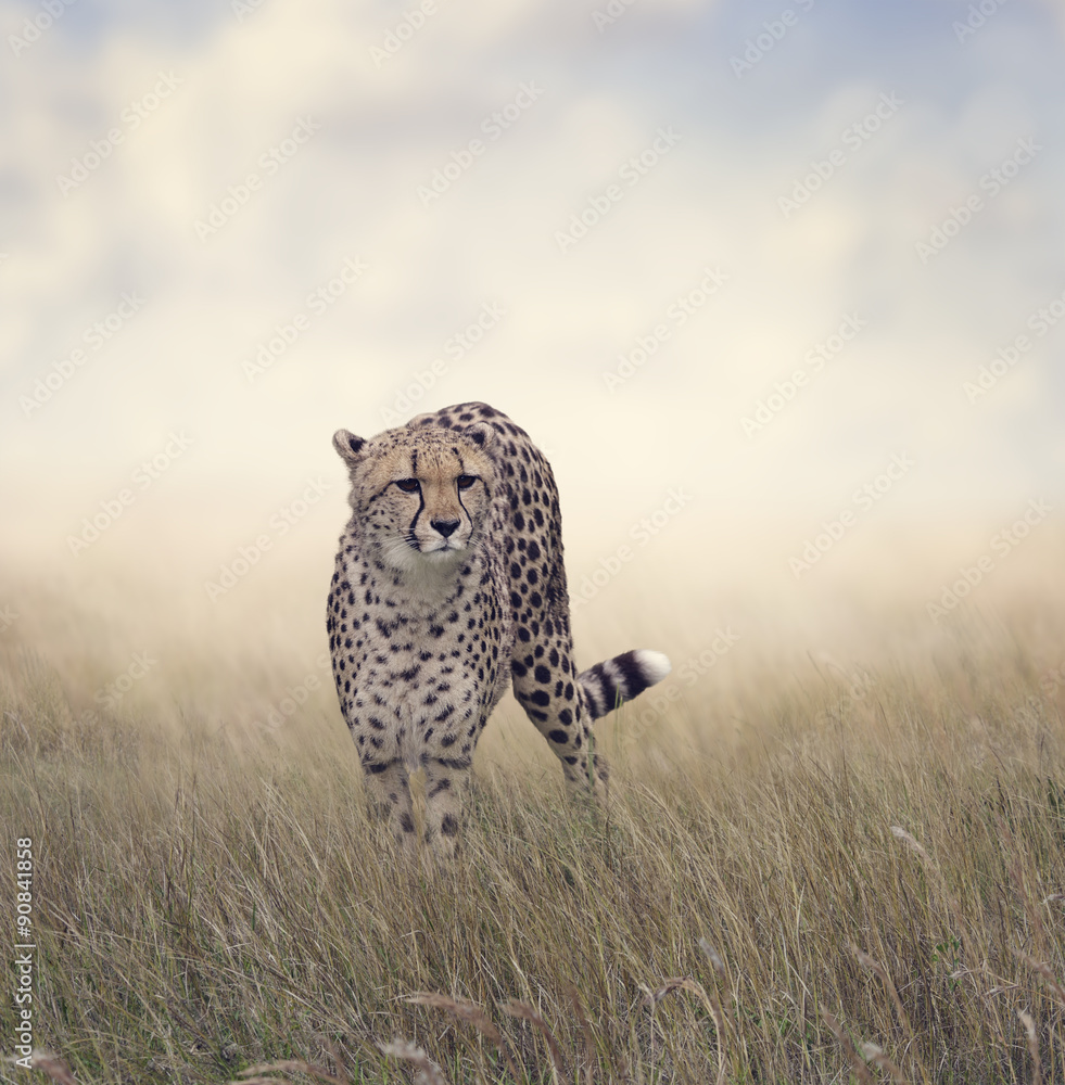 Fototapeta premium Cheetah