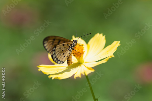 Butterfly sucking nectar from flowers © supanee2550