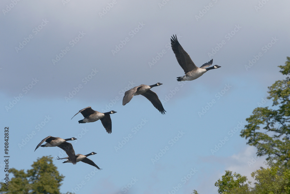 Obraz premium Canada Goose
