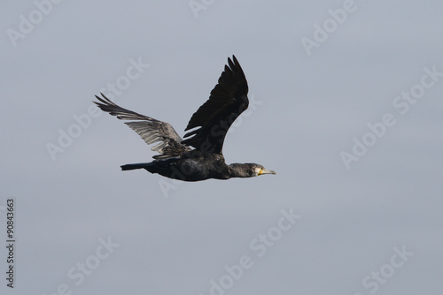 Cormorant, Phalacrocorax carbo