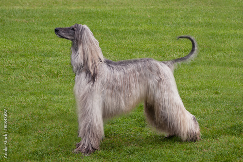 Afghan Hound photo