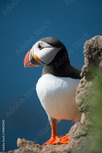 Puffin on Latrabjarg cliff, Iceland © forcdan