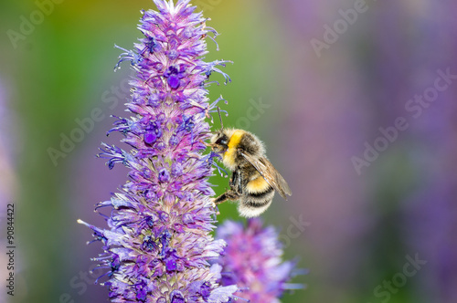 пчела собирает нектар на цветке