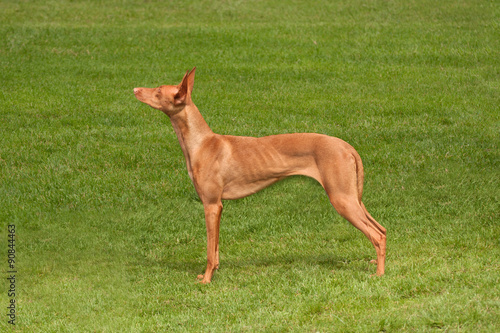 Pharaoh Hound to Attention