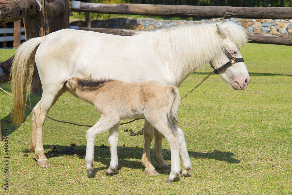 Obraz premium horse and baby horse