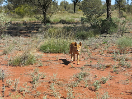 Canvas-taulu dingo at ayers rock, australia