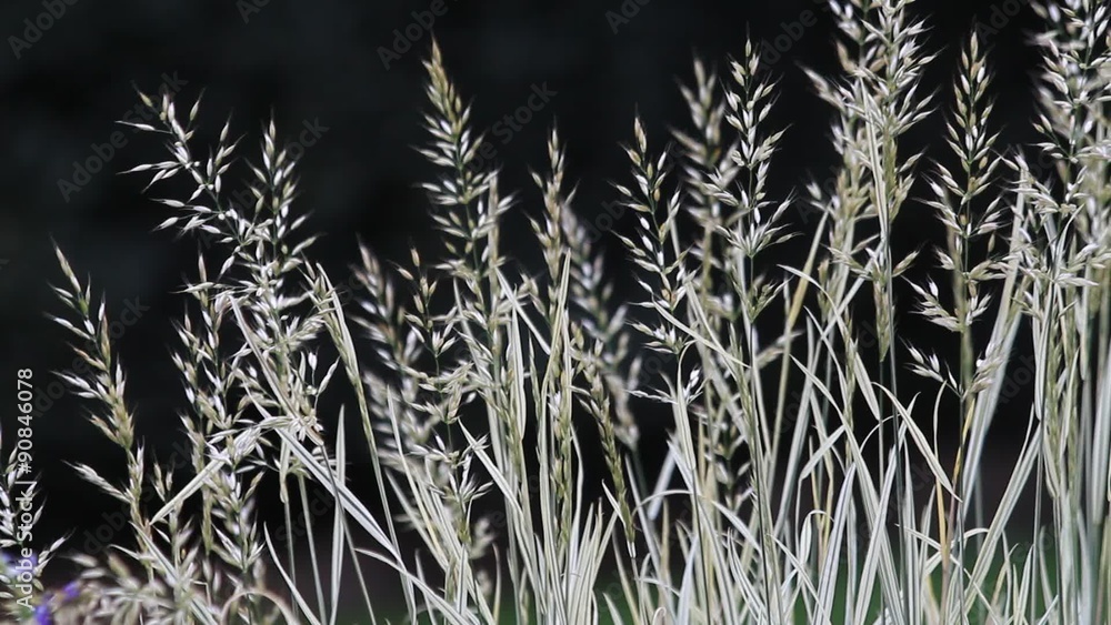 blades of grass in summer, background
blades of grass in summer, background