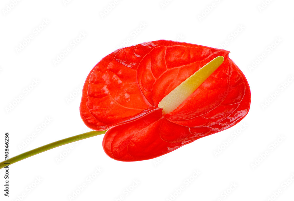 spadix flower isolated on white background spadix flower isolated on white background
