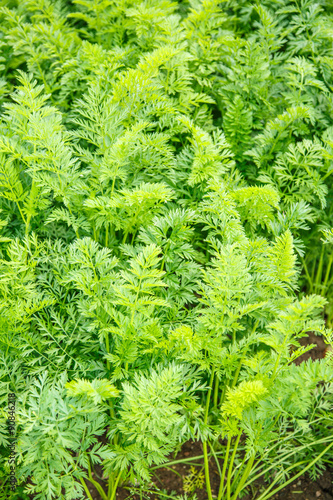 Green growing carrot tops