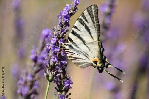 a white butterfly on a lavender flower