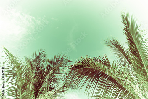 Coconut tree and sky. Green retro filter