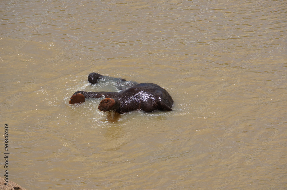 Fototapeta premium Badender Elefant