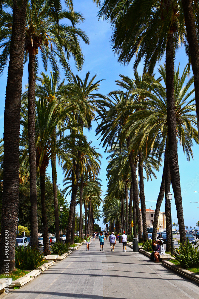 Fototapeta premium Palm Tree in Palma di Maiorca