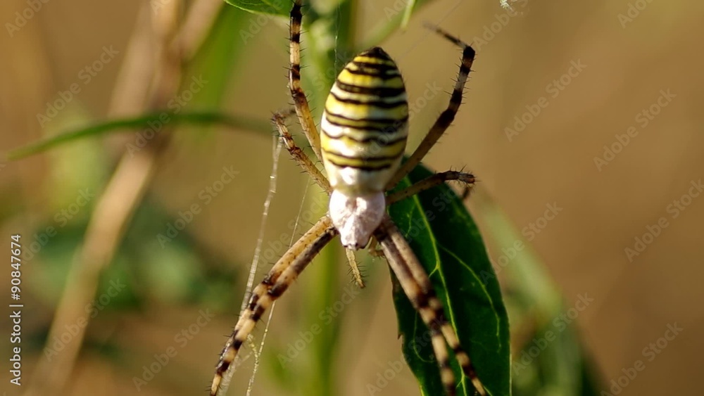 Wasp spider argiope bruennichi on green background
Wasp spider argiope bruennichi on green background