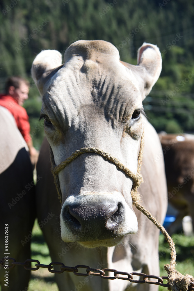 mucca mucche vacca allevamento stalla agricoltore 
