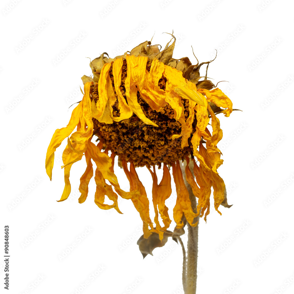 Naklejka premium The dried sunflower isolated on white background